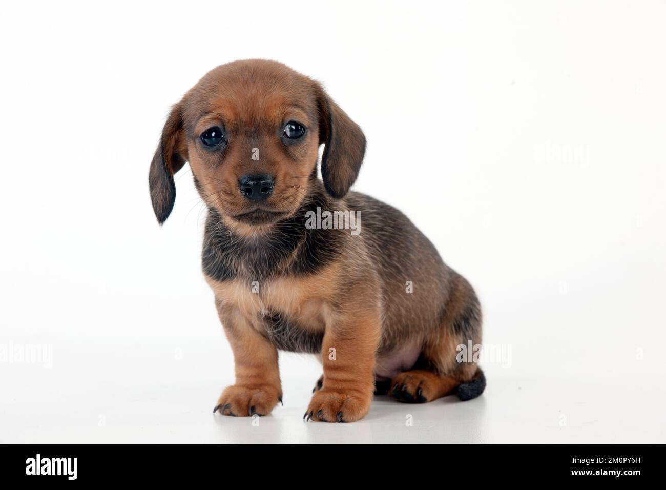 Hund - Dachshund 5 Wochen altes Hündchen Stockfoto