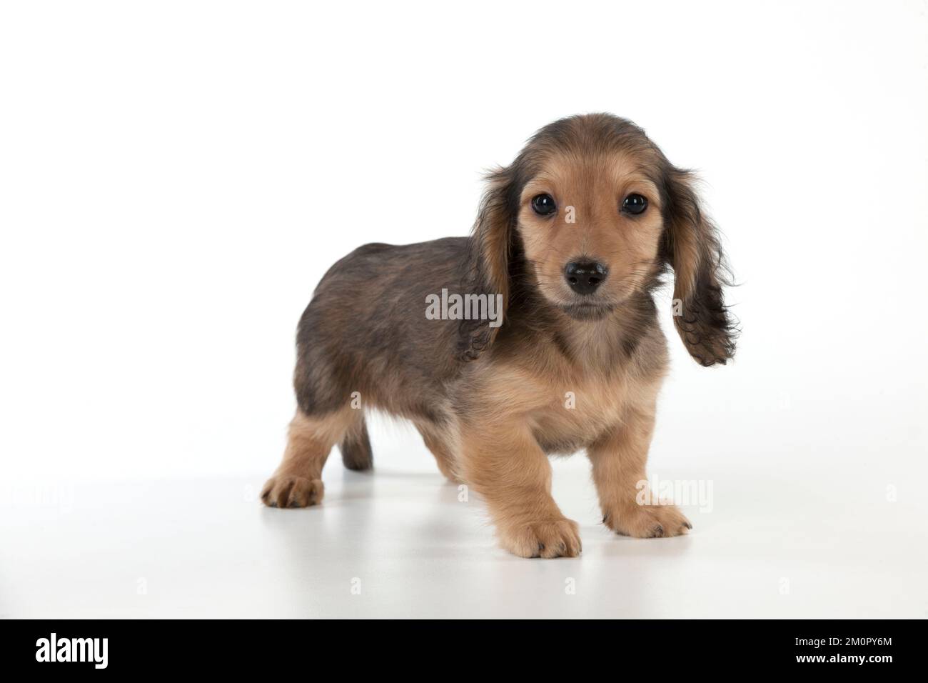 Hund Dachshund (Miniatur mit langen Haaren) 10 Wochen altes Hündchen Stockfoto