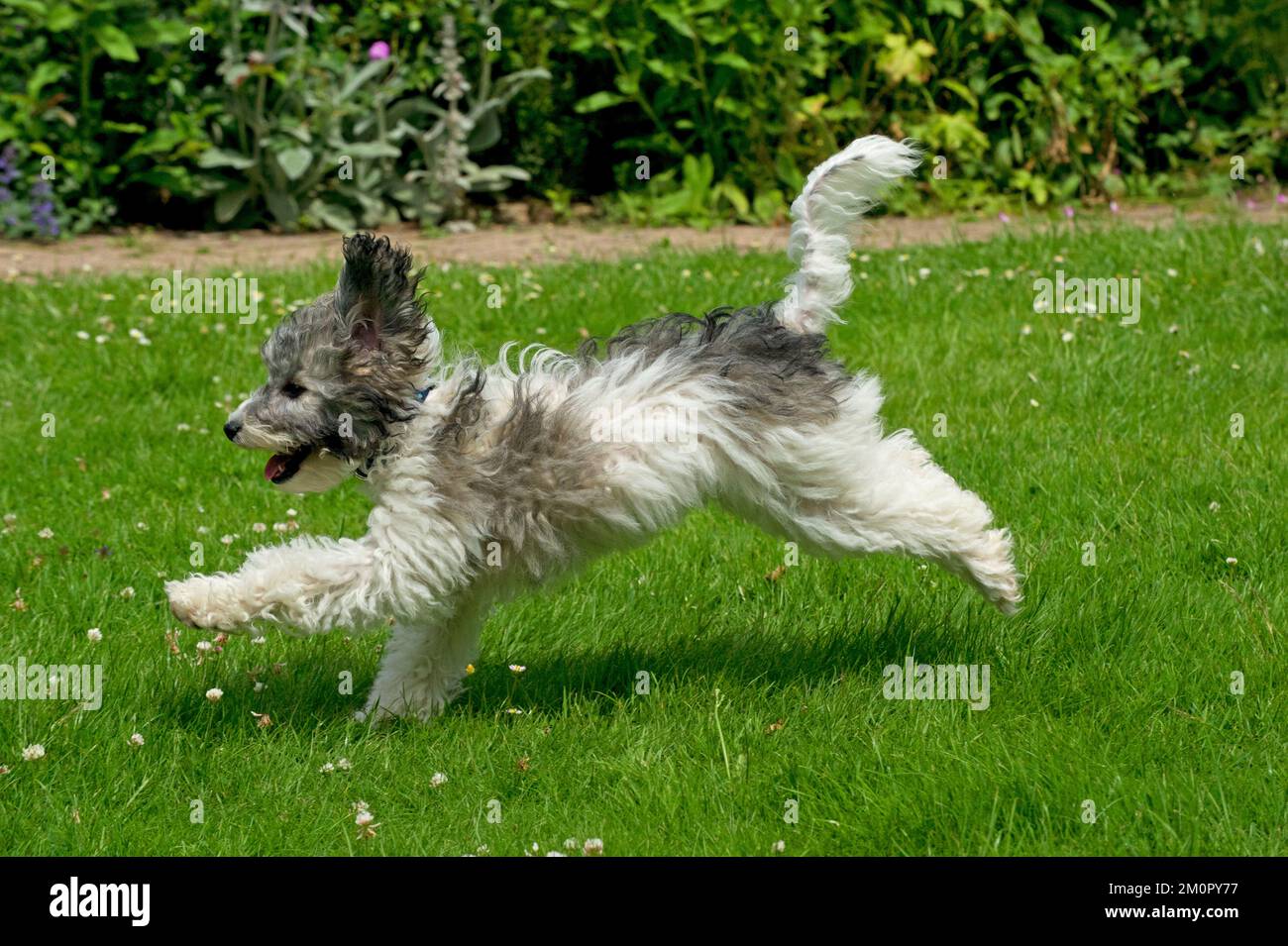Hund - Pudel läuft in einem Garten Stockfoto