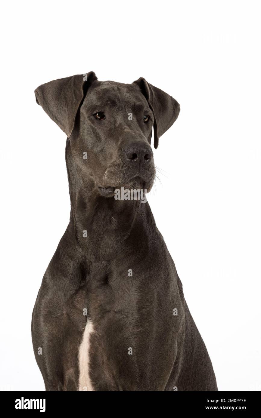Hund, Große Däne Stockfoto