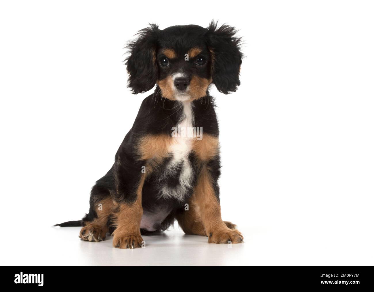 Hund Cavalier König Charles Spaniel 10 Wochen altes Hündchen Stockfoto