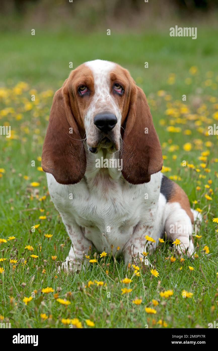 HUNDE-Basset-Hund auf einem Feld Stockfoto