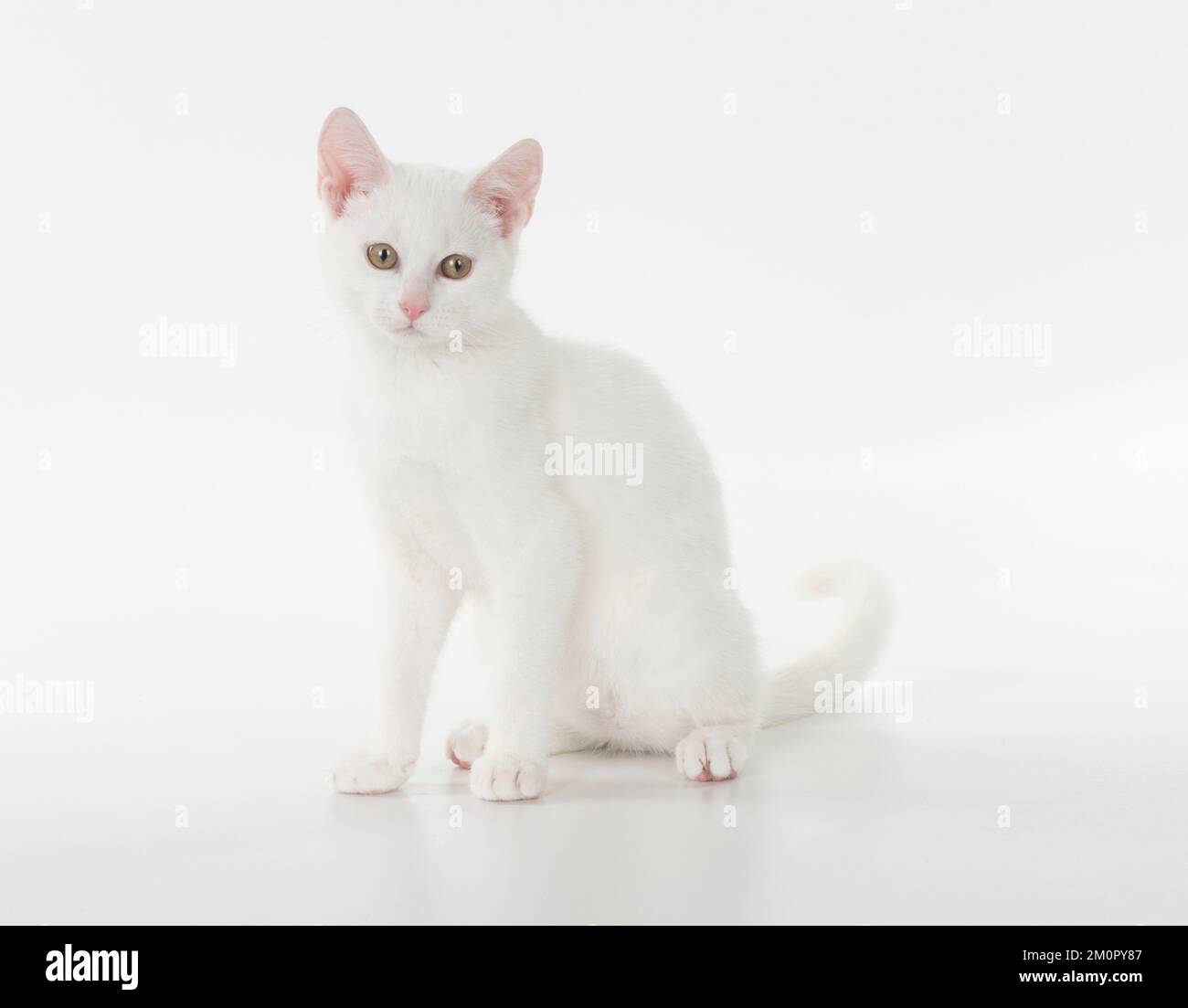 Katze mit kurzen Haaren, weiße Katze, die sitzt Stockfoto
