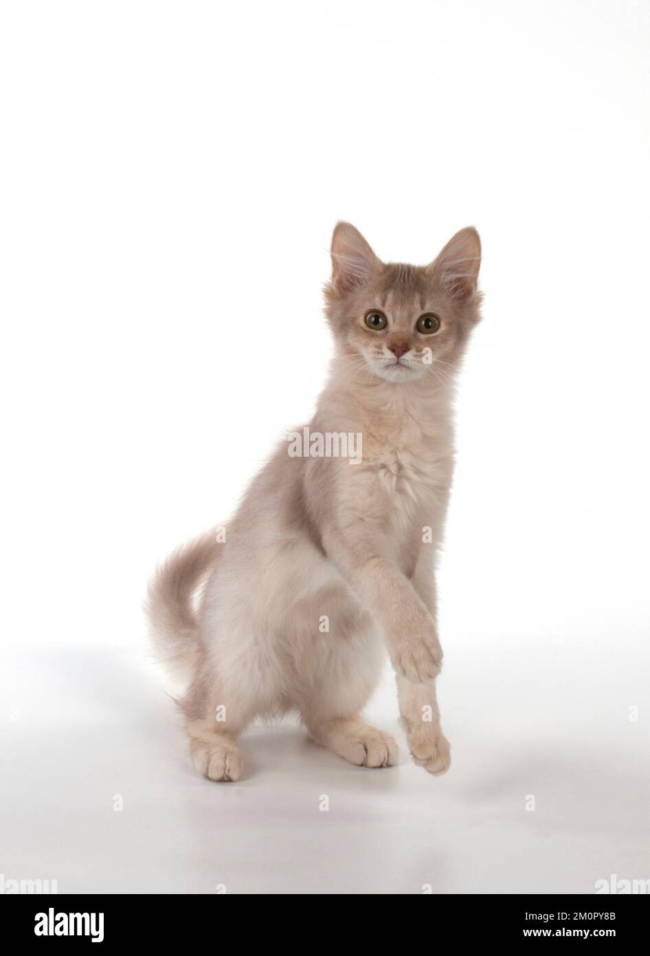 CAT Somali Katze in Aktion Stockfoto