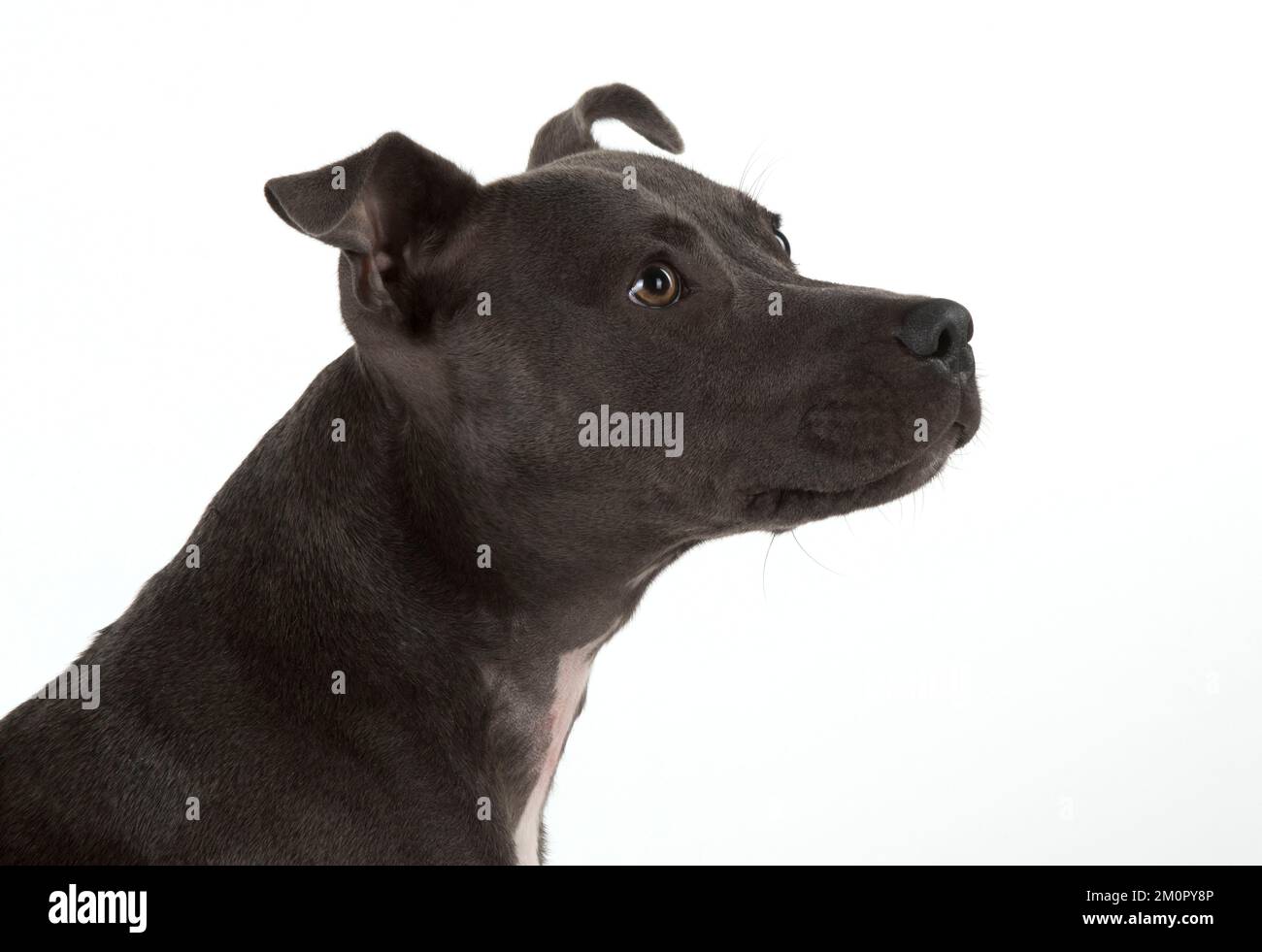 Dog Staffordshire Bull Terrier Stockfoto