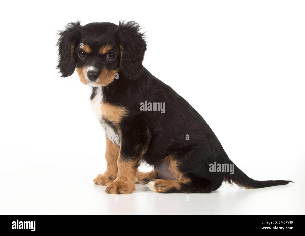 Hund Cavalier König Charles Spaniel 10 Wochen altes Hündchen Stockfoto