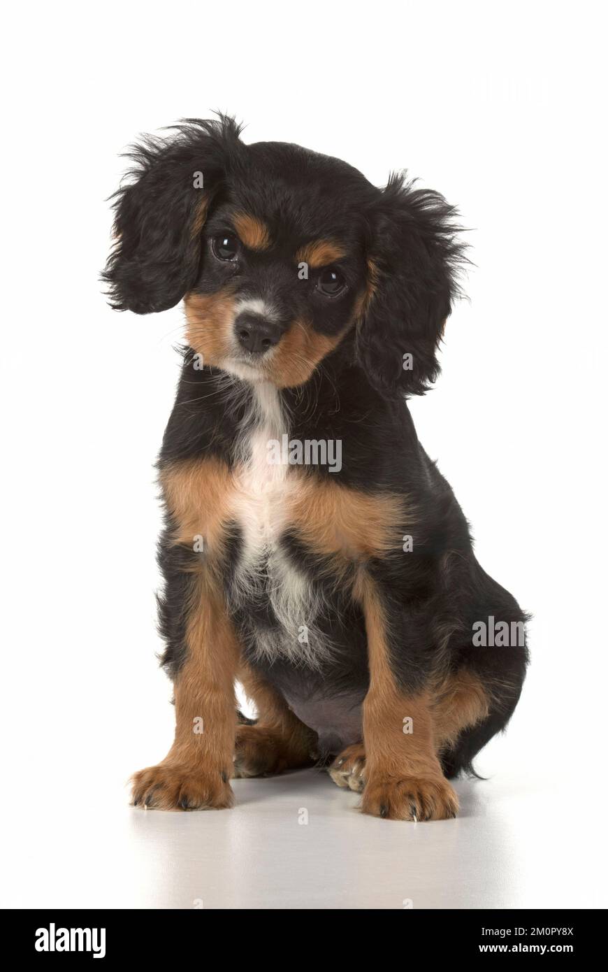 Hund Cavalier König Charles Spaniel 10 Wochen altes Hündchen Stockfoto