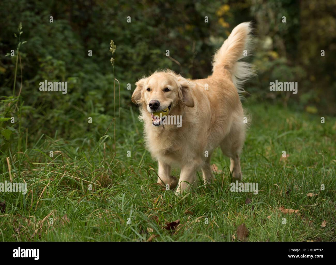 Hund Golden Retriever Stockfoto