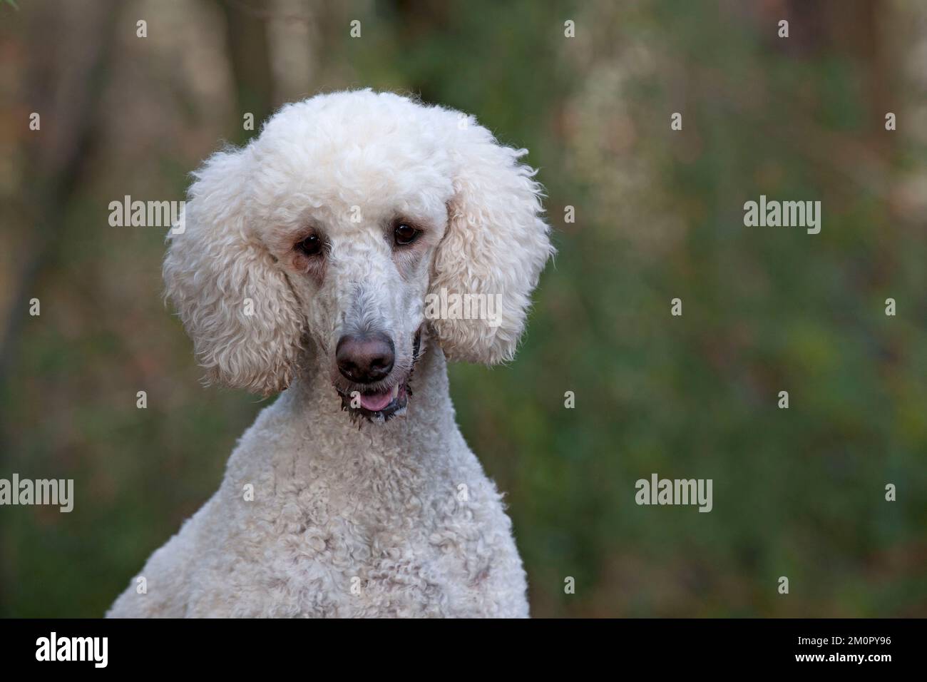 Hund Goldendoodle im Waldherbst Stockfoto