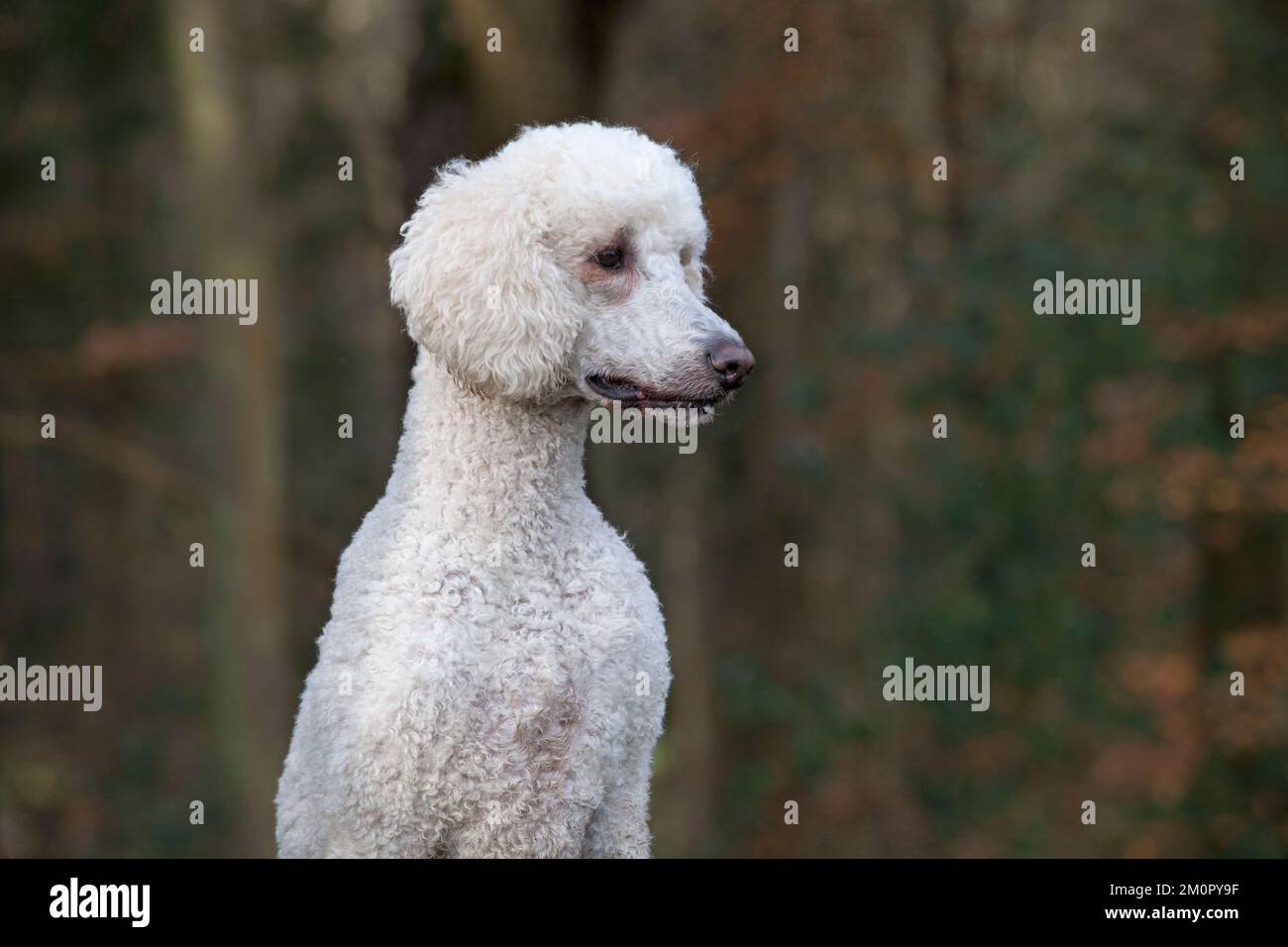 Hund Goldendoodle im Waldherbst Stockfoto