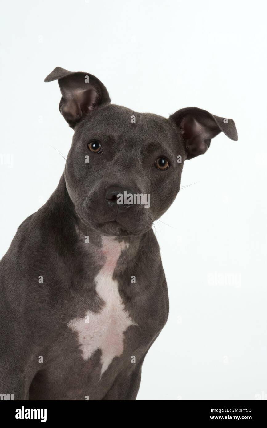 Dog Staffordshire Bull Terrier Stockfoto