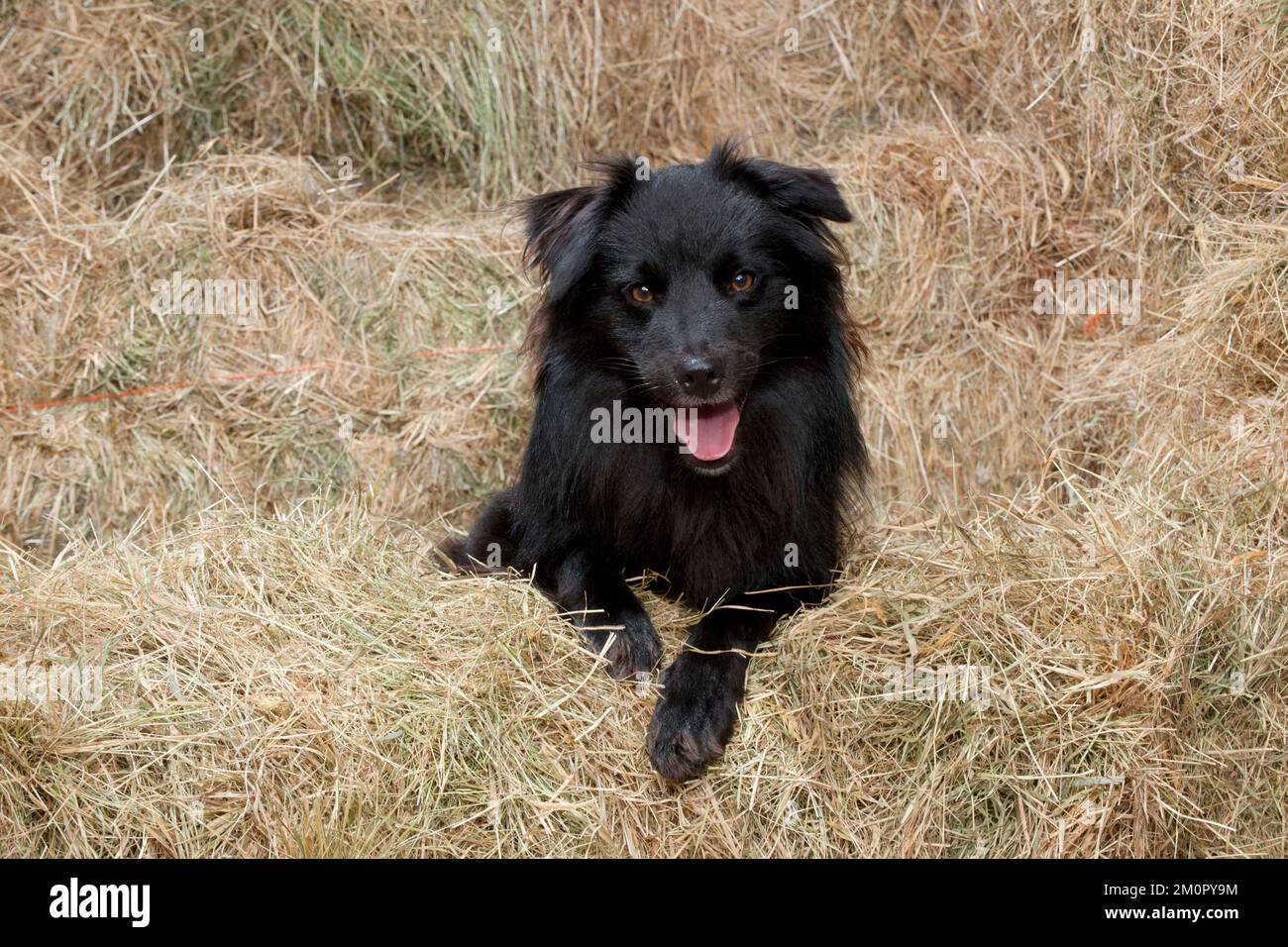 HUND Pyrenäischer Schäferhund im Heu Stockfoto