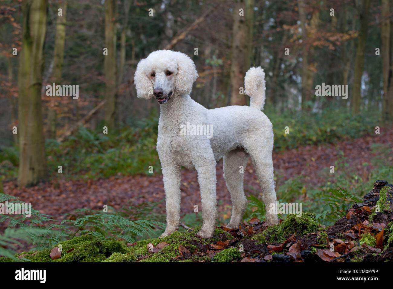 Hund Goldendoodle im Waldherbst Stockfoto