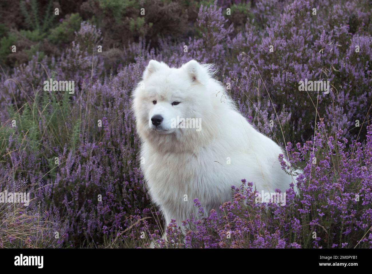 Hund Samoyed Stockfoto