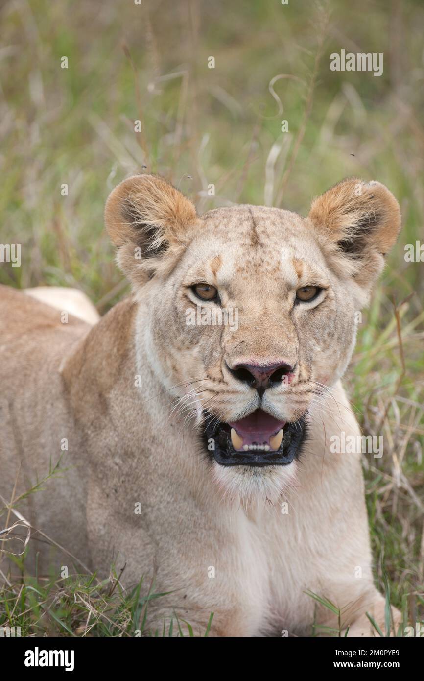 Säugetier. Löwe, Löwin, die sich hinlegt, ihr Gesicht leckt, den Mund aufmacht. Stockfoto
