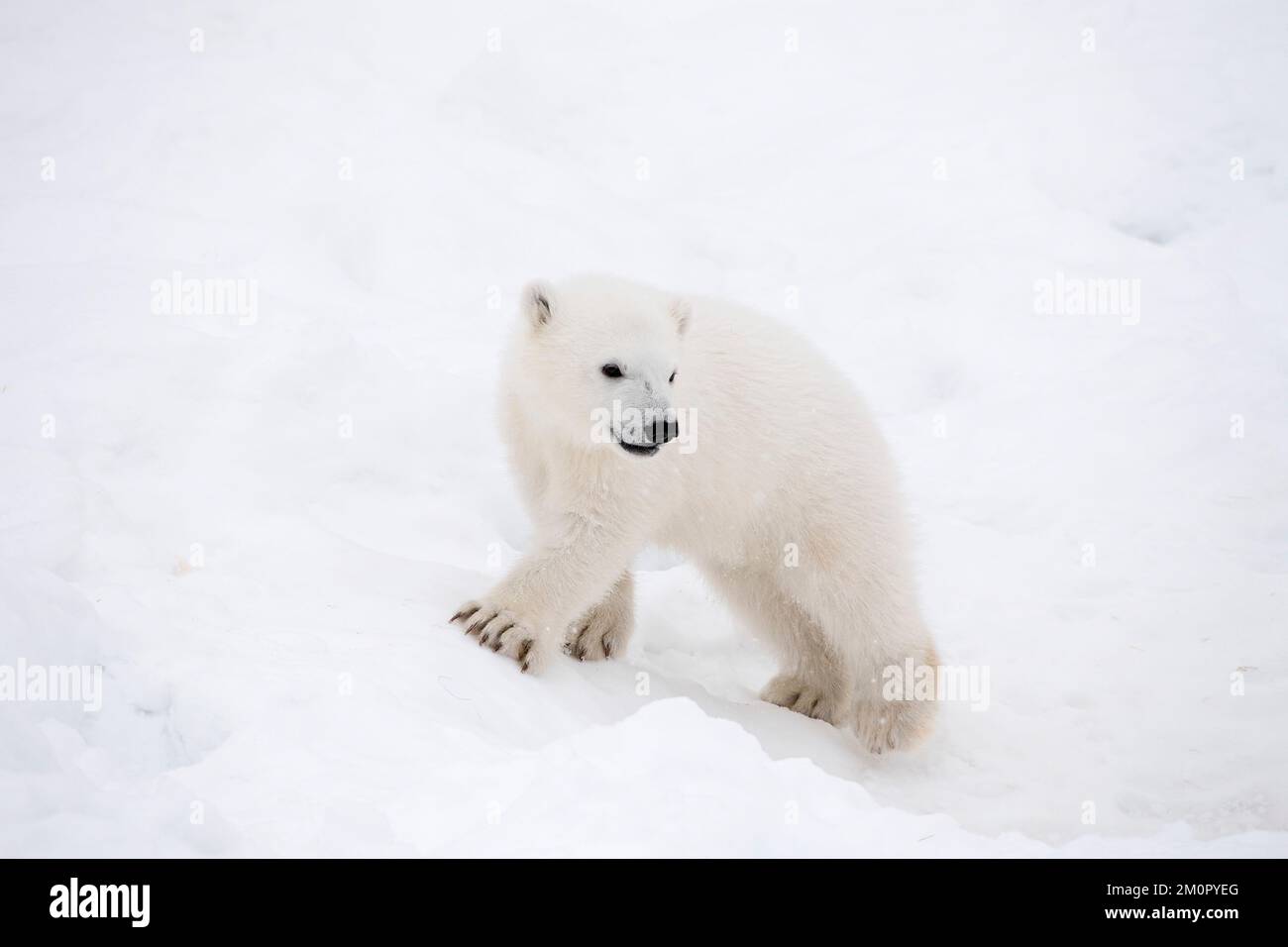 Säugetier. Eisbär-Junges, 4 Monate altes Junges im Schnee Stockfoto