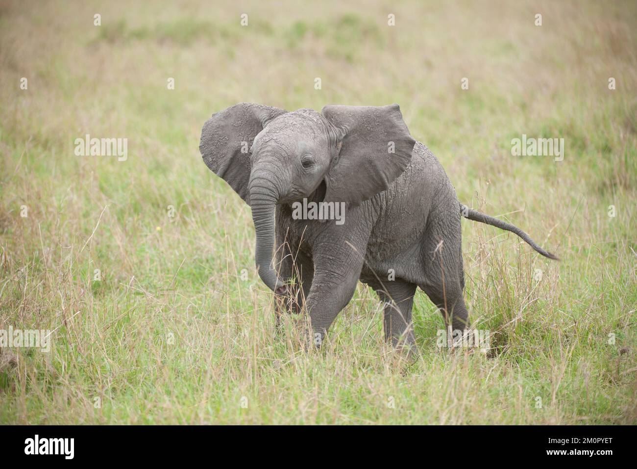 Säugetier. Afrikanisches Elefantenkalb, Masai mara, kenia Stockfoto