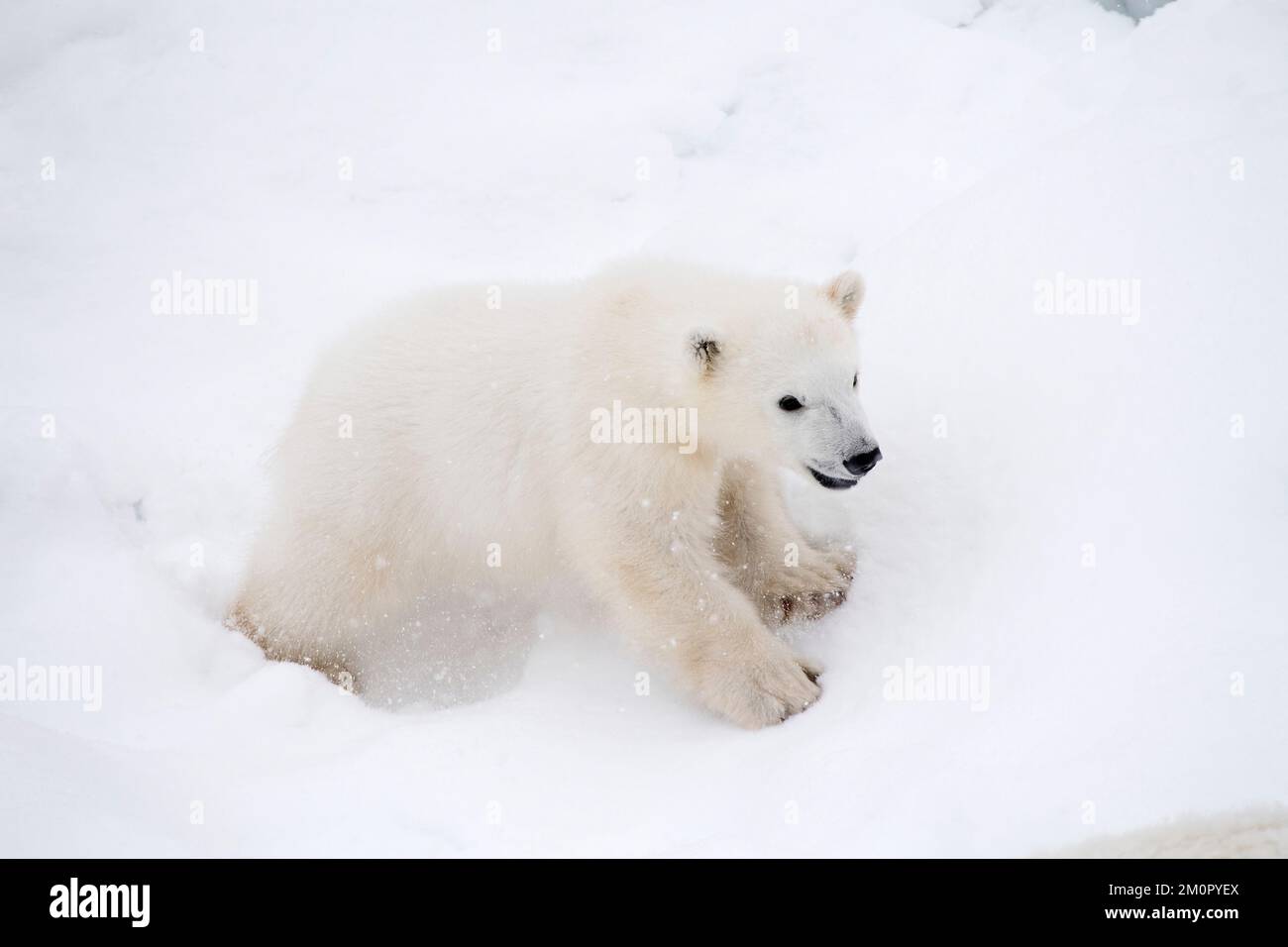 Säugetier. Eisbär-Junges, 4 Monate altes Junges im Schnee Stockfoto