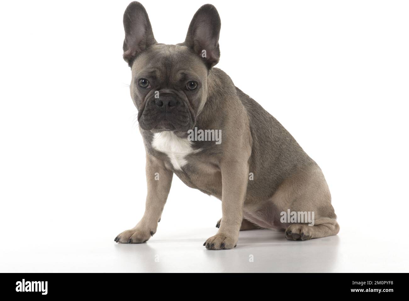 HUND. Französisches Bulldog-Studio Stockfoto