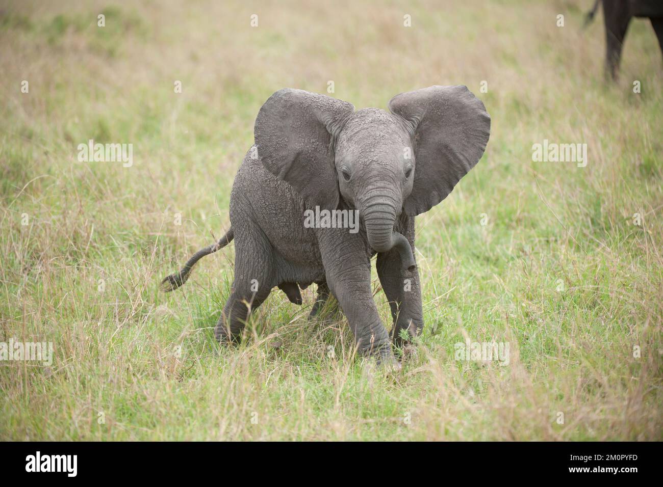 Säugetier. Afrikanisches Elefantenkalb, Masai mara, kenia Stockfoto