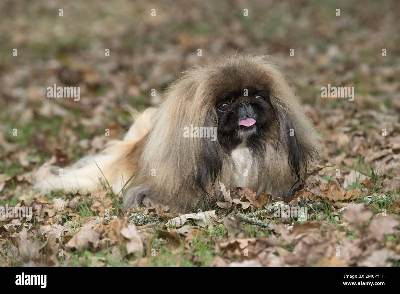 HUND. Pekingese im Herbstblatt Stockfoto