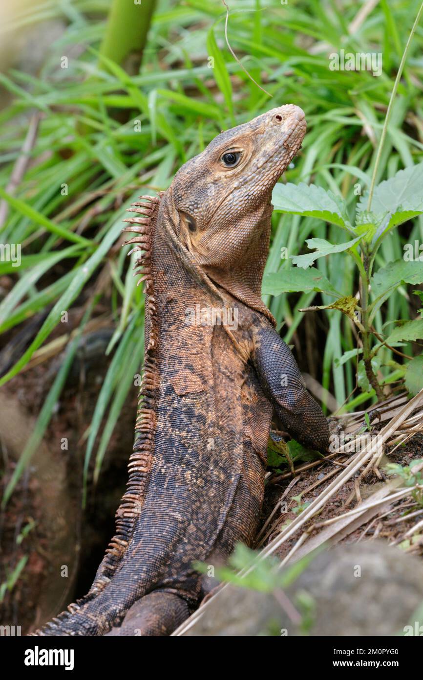 Schwarzschwanziguan (Ctenosaura similis) in der Nähe des Eingangs seiner Höhle an der Meeresküste, Osa-Halbinsel, Puntarenas, Costa Rica. Stockfoto