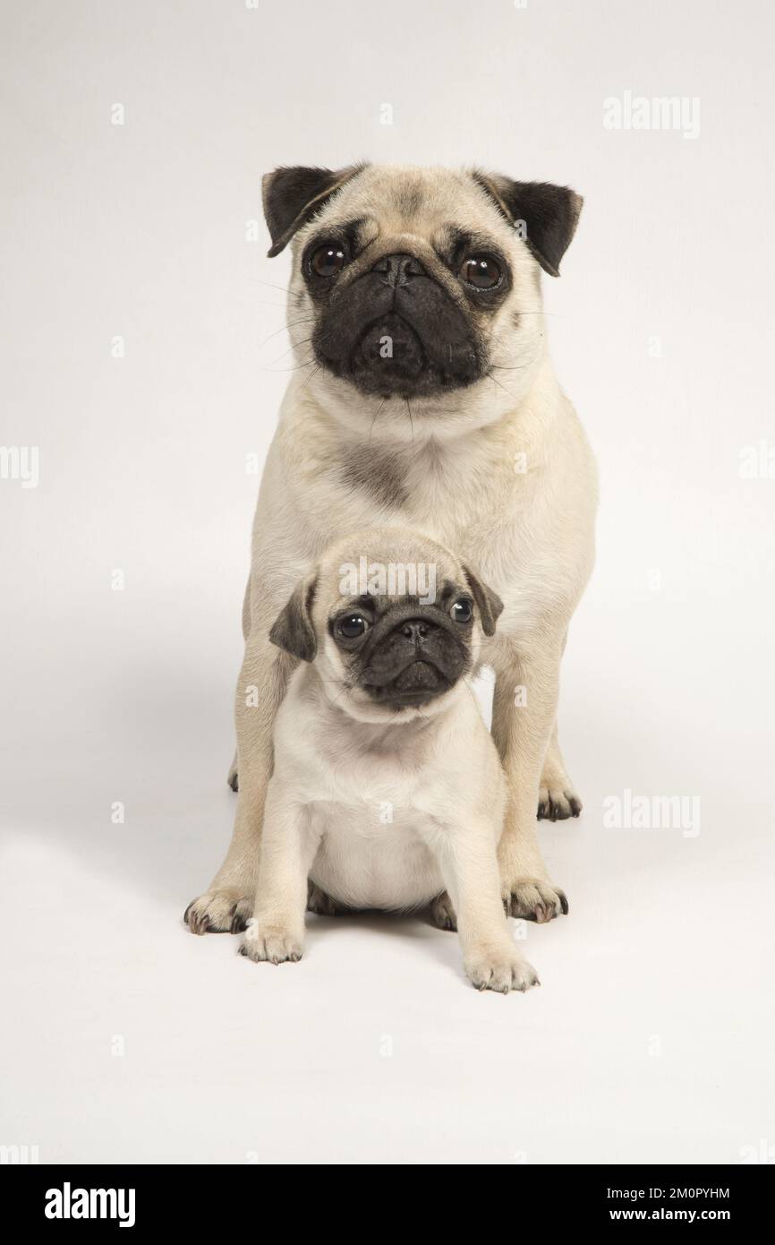 HUND. Puppenhündchen ( 8 Wochen alt ) bei erwachsenen Hunden Stockfoto