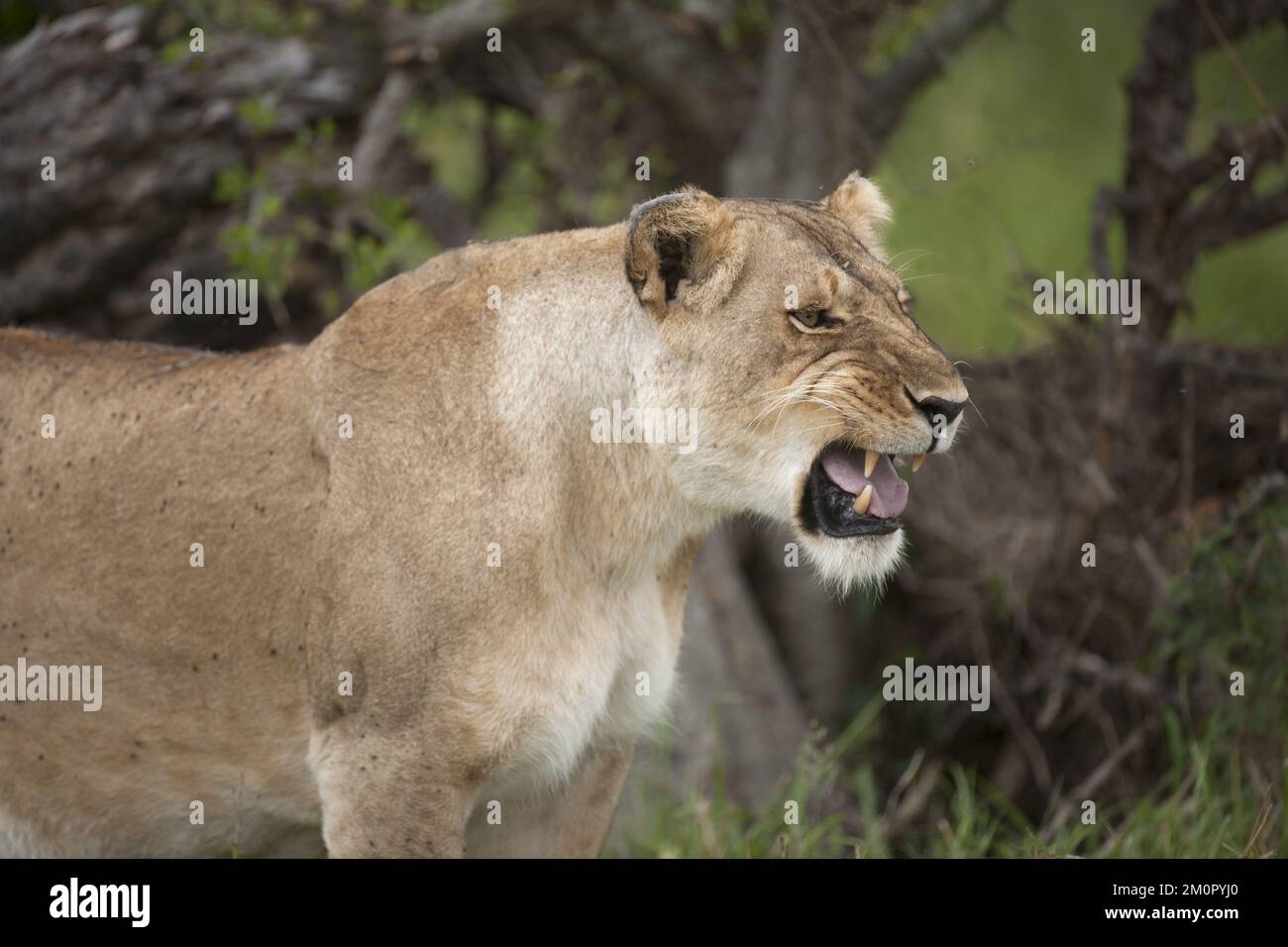 Säugetier. Afrikanischer Löwe, Masai mara, Kenia... Stockfoto