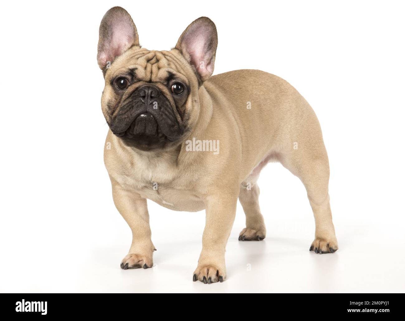 French Bulldog im Studio French Bulldog im Stockfoto