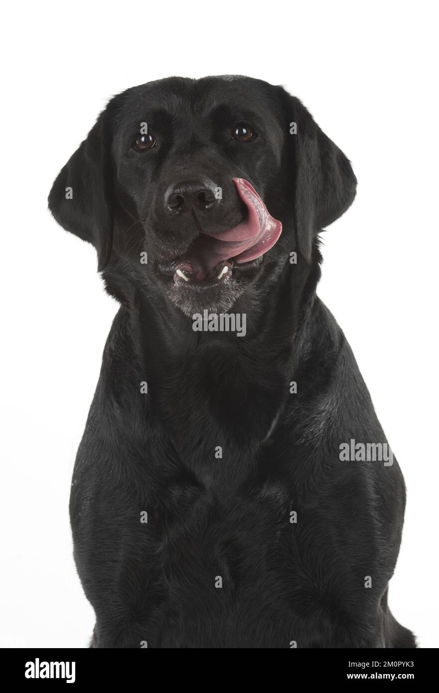 HUND. Schwarze Labrador-Porträts, Studio 9 Wochen alt Stockfoto