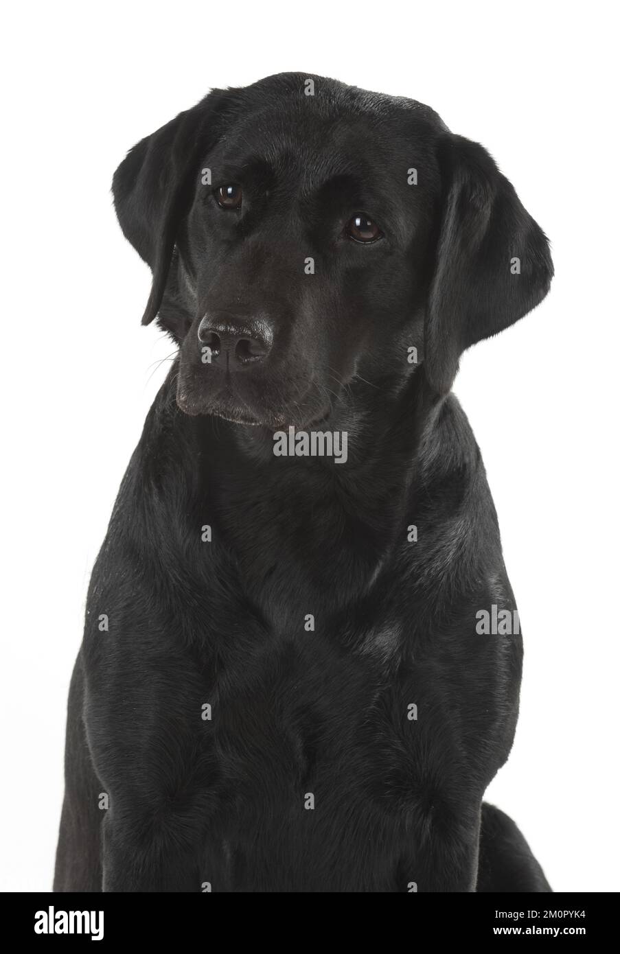 HUND. Schwarze Labrador-Porträts, Studio 9 Wochen alt Stockfoto