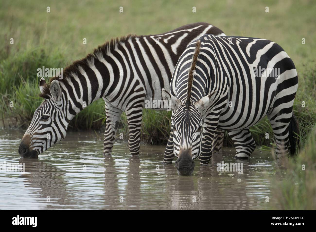 Säugetier. Burchells Zebra, Masai Mara, Kenia Mammal. Stockfoto