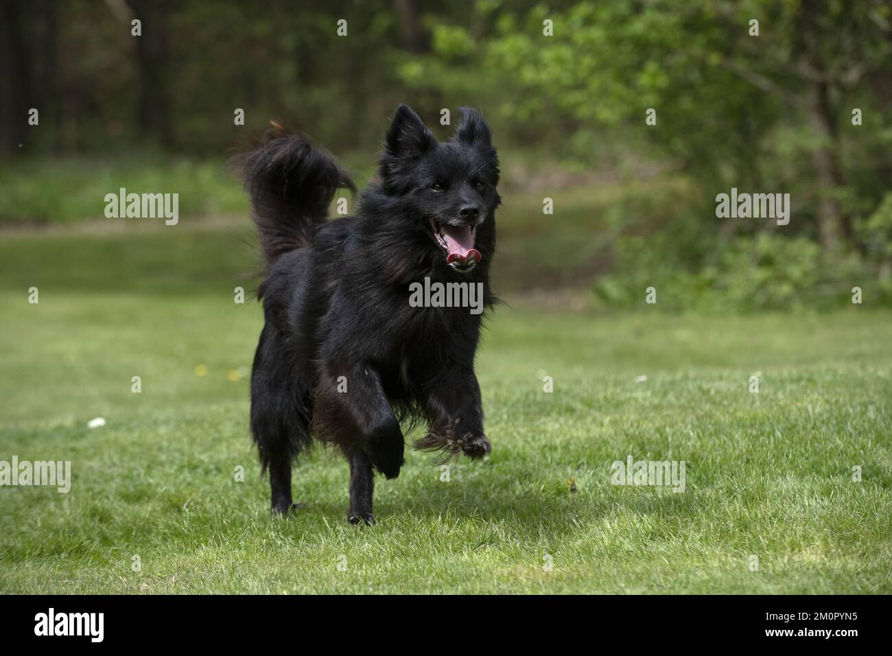 HUND. Pyrenäischer Schäferhund, der in einem Garten läuft Stockfoto