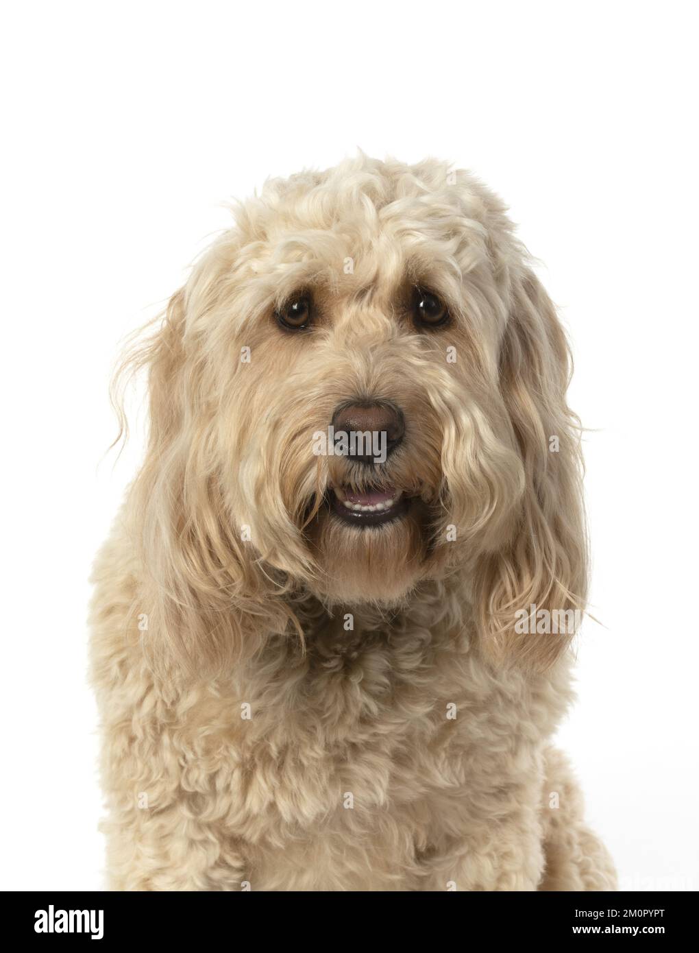 HUND. Cockerpoo, Kopf&amp; Schultern, Gesichtsausdrücke Stockfoto