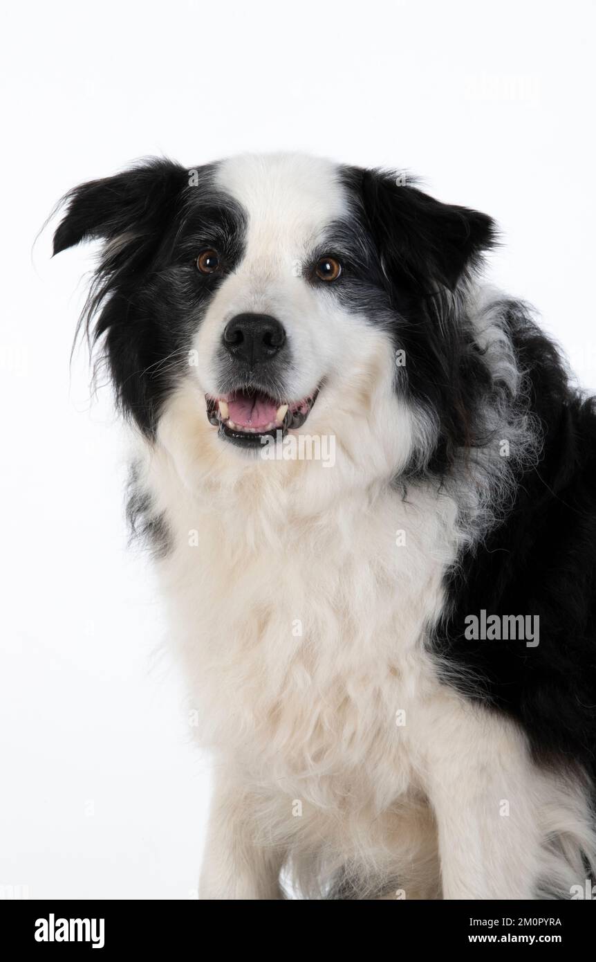 HUND. Border Collie Hund, Kopf und Schultern, Studio Stockfoto