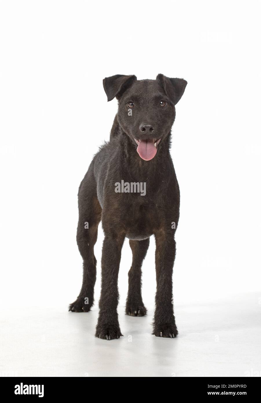 HUND. Lakeland X Paterdale Terrier, auf Weiß, Studio Stockfoto