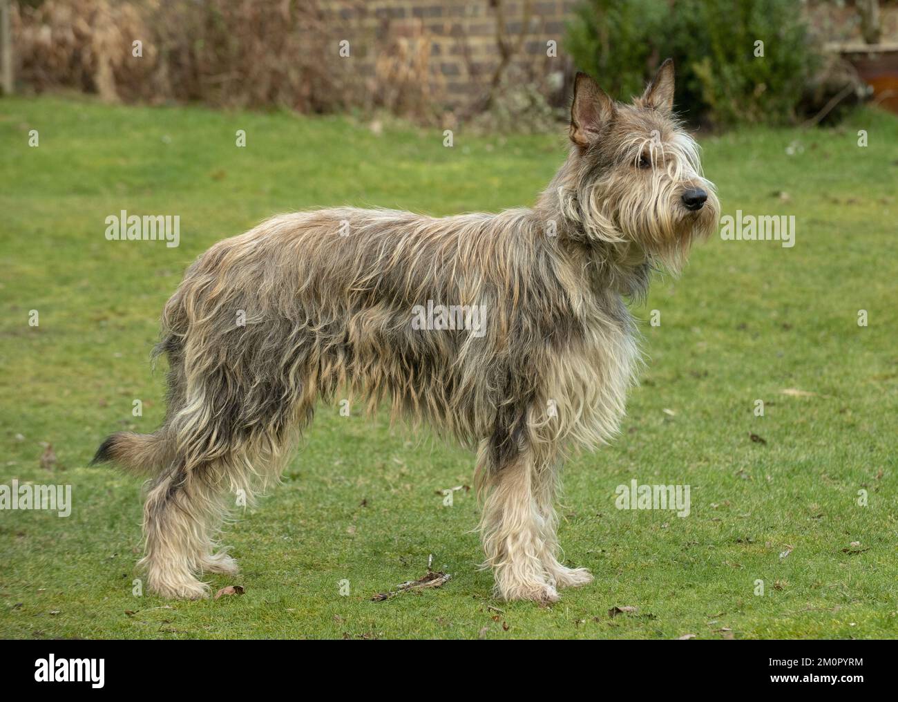 HUND. Picardy-Schäferhund, stehend Stockfoto