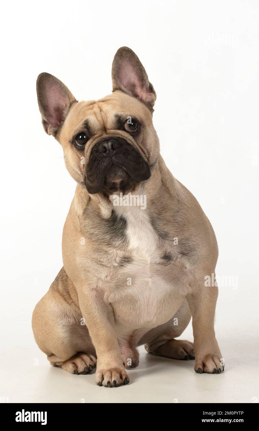 HUND. Französische Bulldogge, Sitzen, Studio, weißer Hintergrund Stockfoto