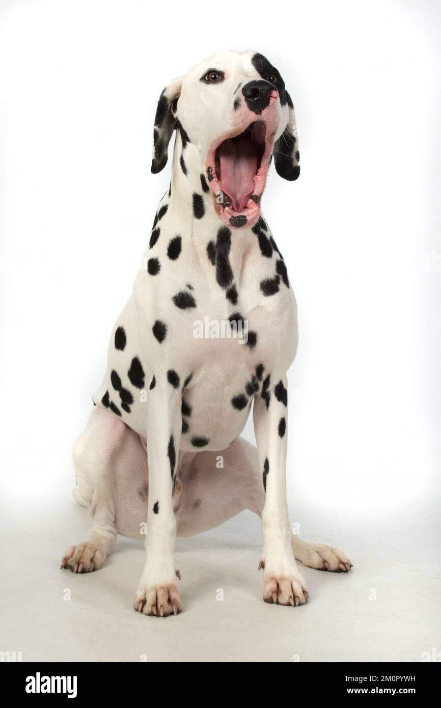 HUND. Dalmatinisches Sitzen, Mund offen, Studio, weiß Stockfoto