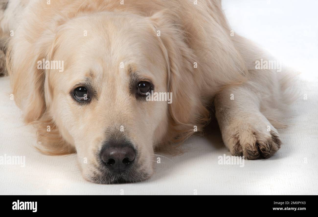 HUND. Golden Retriever, liegend, traurige Augen, Stockfoto