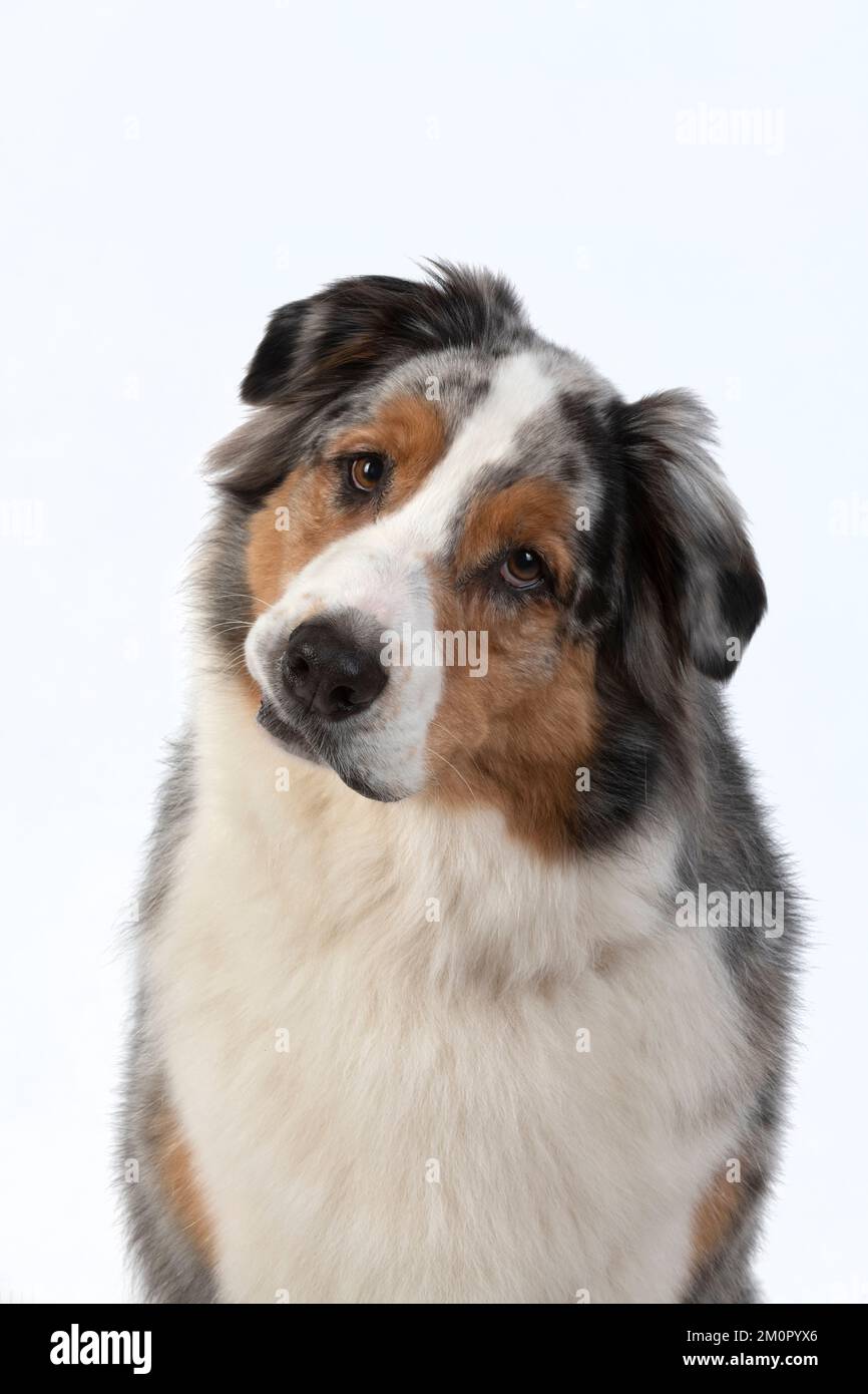 HUND. Australian Shepherd, Gesicht, Ausdruck, Stockfoto