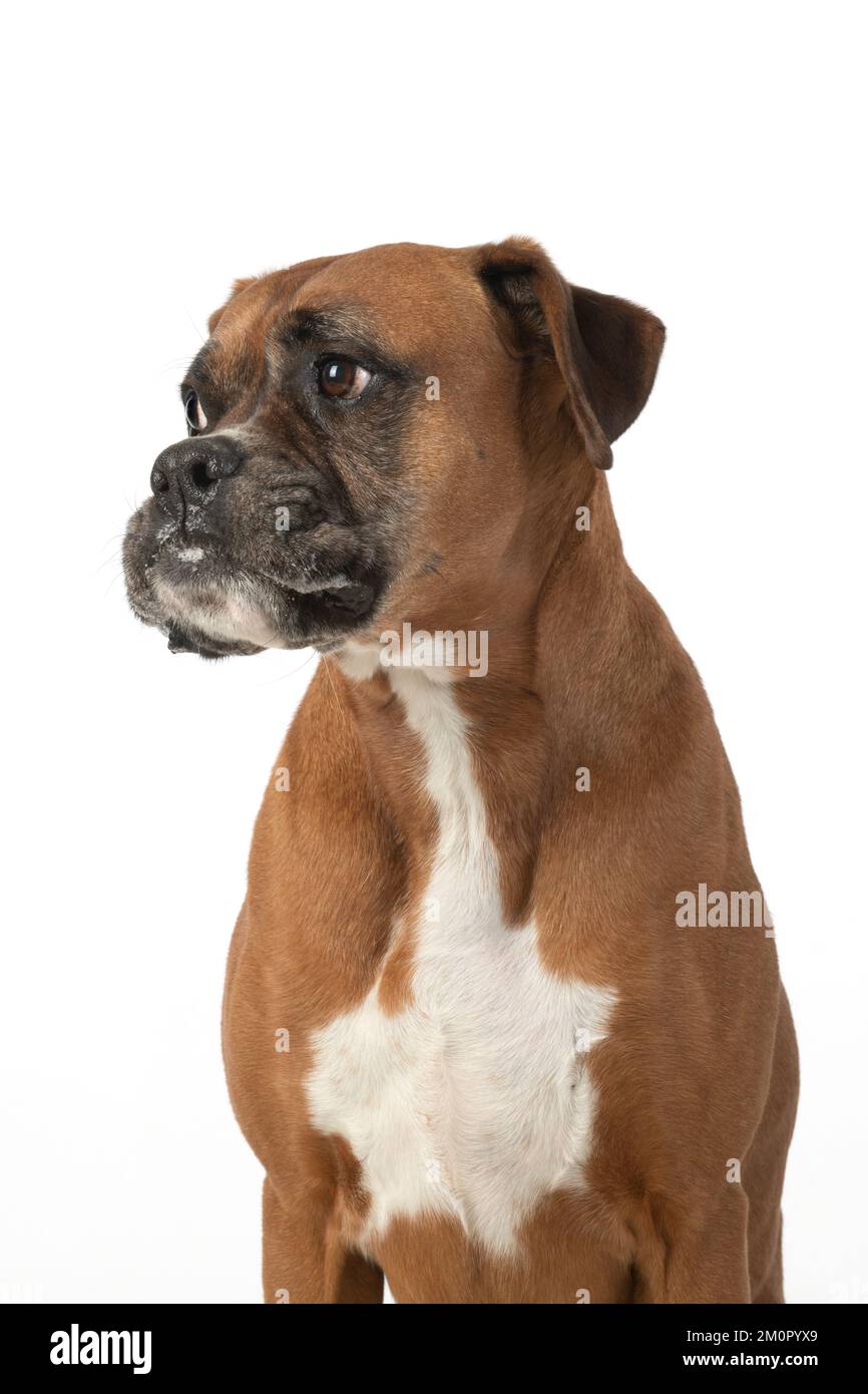 HUND. Boxer Dog, Gesichtsausdrücke, Studio, Stockfoto