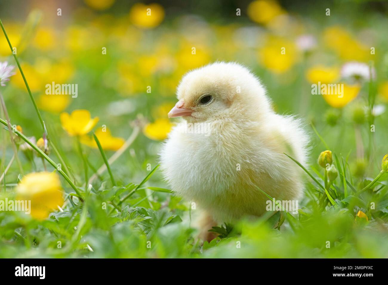 VOGEL. Hühnchen, im Gras mit Butterblumen und Gänseblümchen Stockfoto