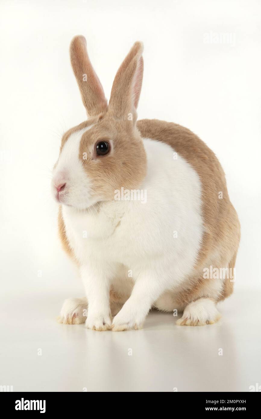 HASE, holländischer Hase, Sitzen, Studio, weißer Hintergrund Stockfoto