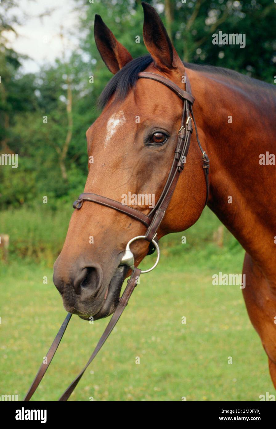 PFERD - Vollblutpferd Stockfoto