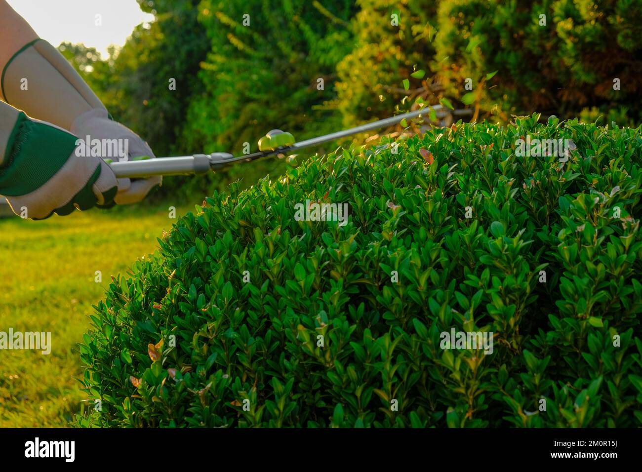 Schneiden mit Gartenscheren. Scheren und Formen von Buchholz. Werkzeug für das Anlagenbildungskonzept. Topiarschnitt. Gartenschere in männlichen Händen schneidet A Stockfoto