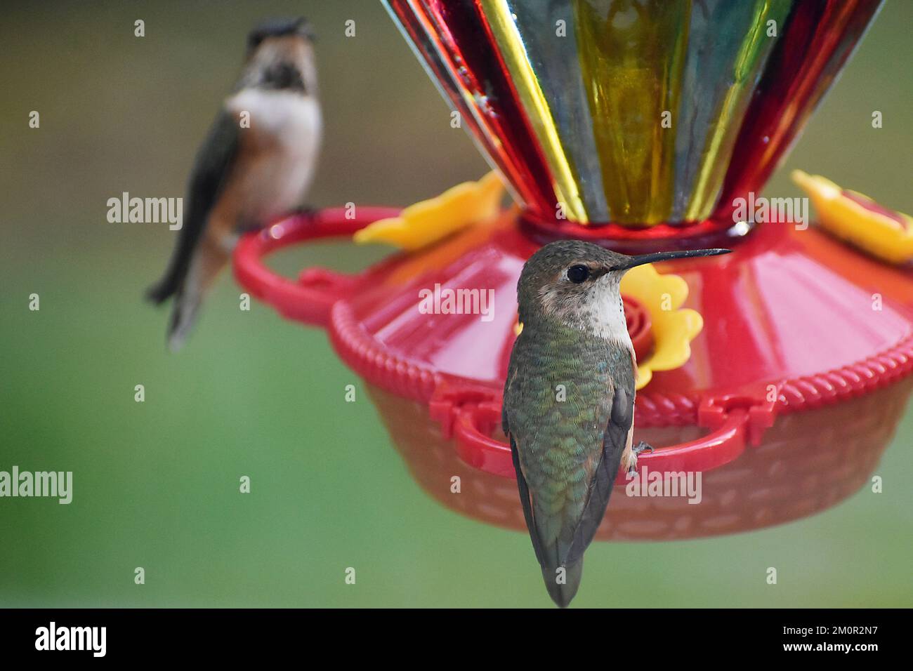 Rufous-Kolibris im Kolibri-Fütter Stockfoto