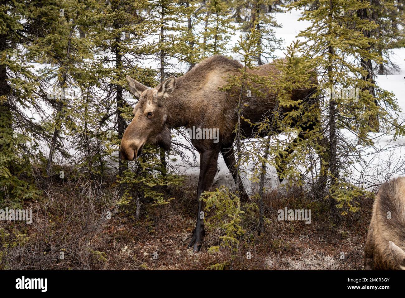 Statische Darstellung einer weiblichen Muschi (Kuh) in Fairbanks, Alaska Stockfoto