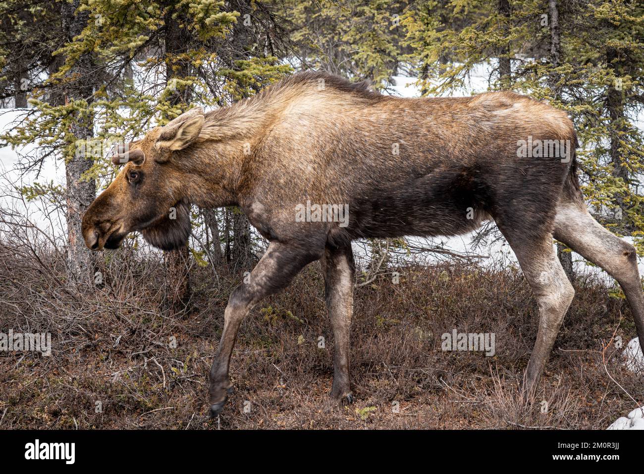 Statische Darstellung einer weiblichen Muschi (Kuh) in Fairbanks, Alaska Stockfoto