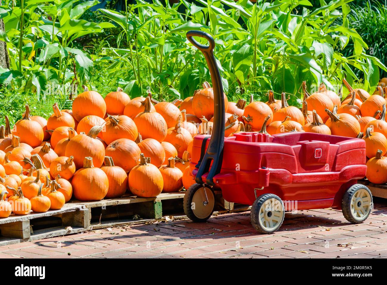 Paletten mit Kürbissen und einem roten Kunststoffwagen Stockfoto